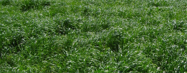 Seed Perennial Ryegrass - Maxsyn per kg