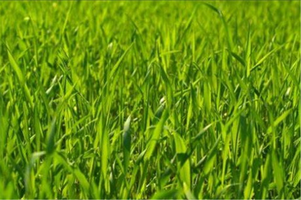 Seed Annual Ryegrass - Double Crop per kg