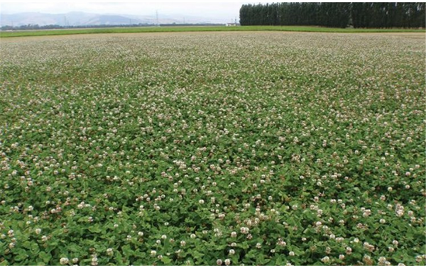 Seed Clover White - Legacy per kg