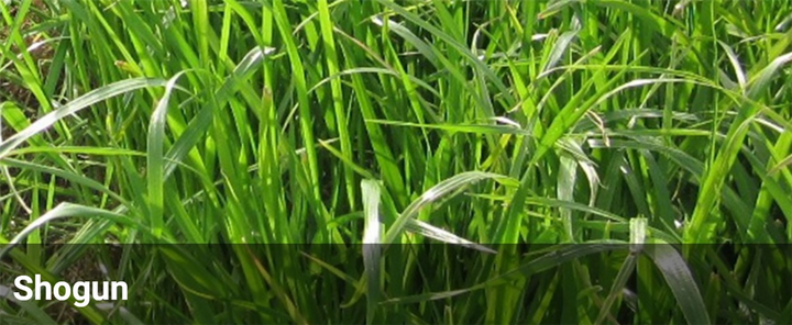 shogun herbicide Seed Perennial Ryegrass