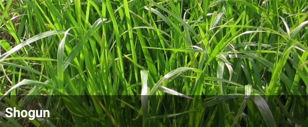 Seed Perennial Ryegrass - Shogun per kg