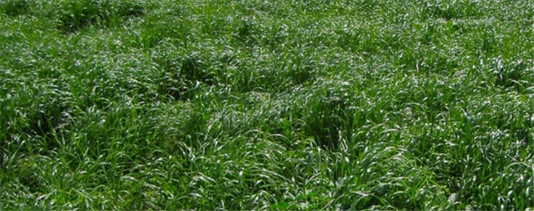 Seed LR Ryegrass - Barberia per kg