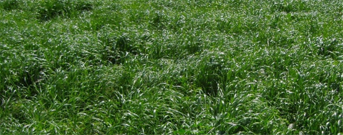Seed Perennial Ryegrass - Maxsyn per kg – Yolla Co-Op