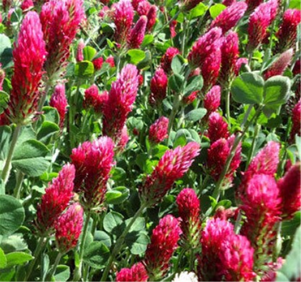 Seed Clover Red