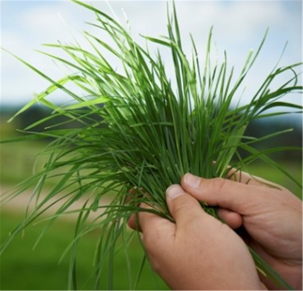 Italian Ryegrass - Kano