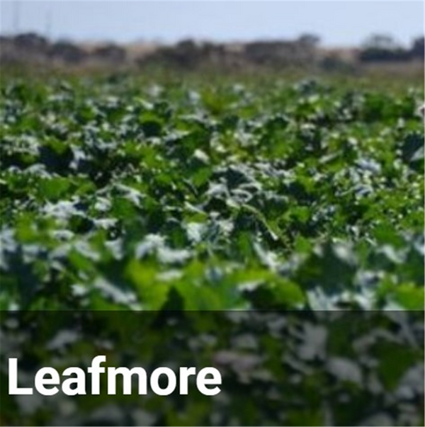 Seed Rape - Leafmore per kg