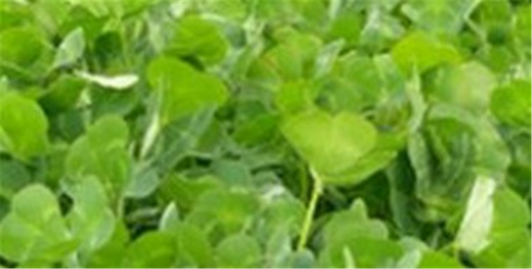 Seed Clover - Antas Sub  per kg