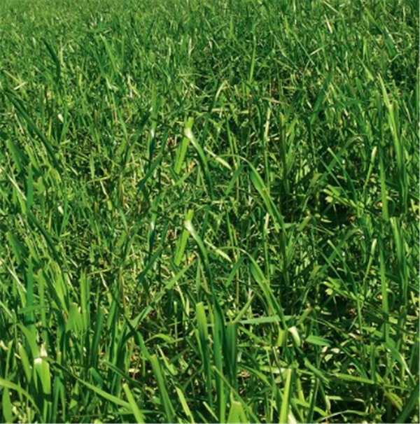 Seed Italian Ryegrass - Echo per kg