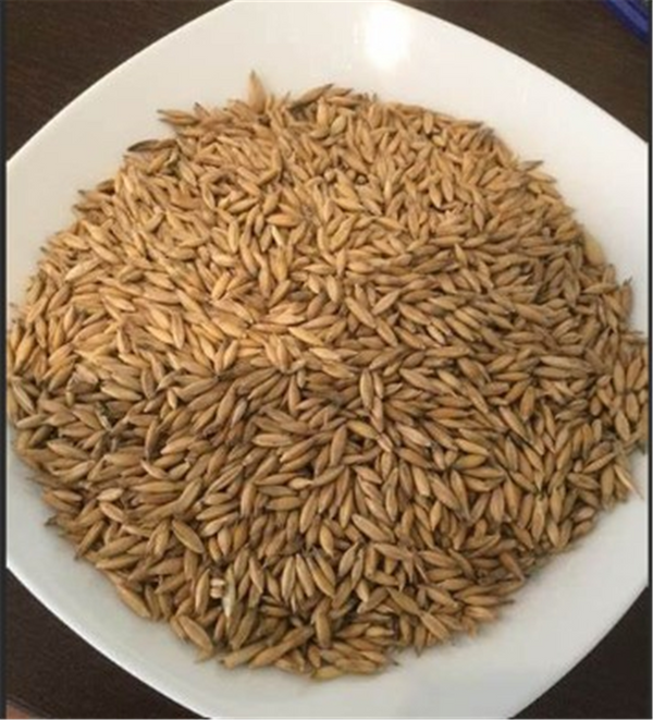 Seed Oat Per kg