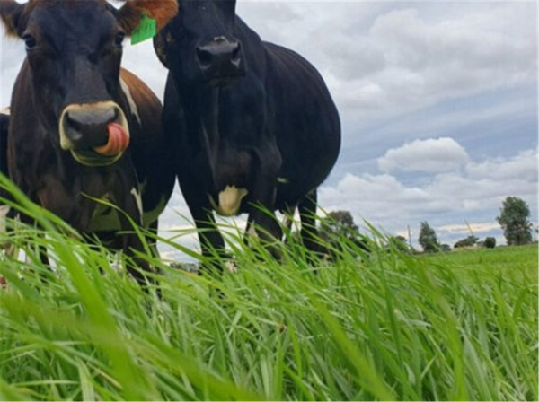 Seed Italian Diploid Ryegrass - Sorrento per kg