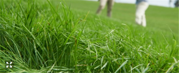 Italian Ryegrass per Kg