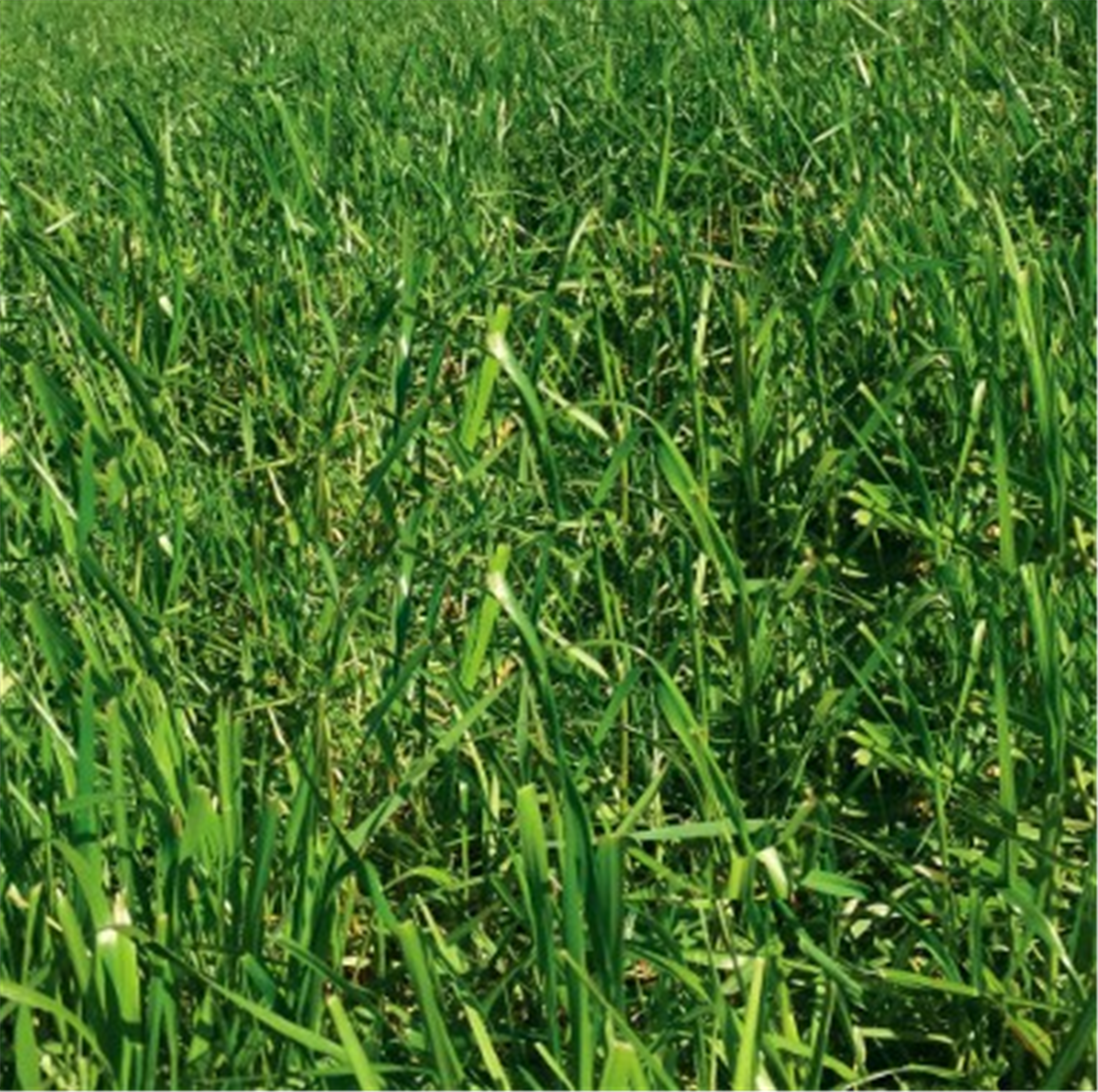Seed Tempo Italian Ryegrass kg – Yolla Co-Op