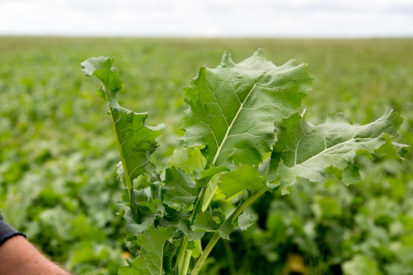 Seed Rape - Mainstar - Kickstart Coated kg