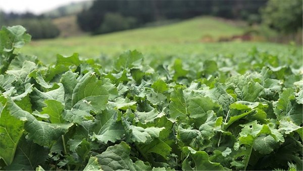 Seed Rape - Goliath per kg