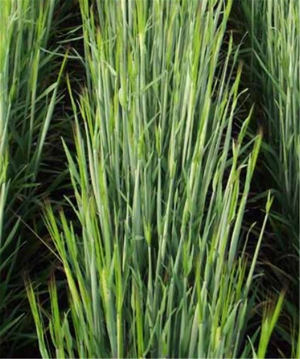 Barley Seed Oxford per Kg