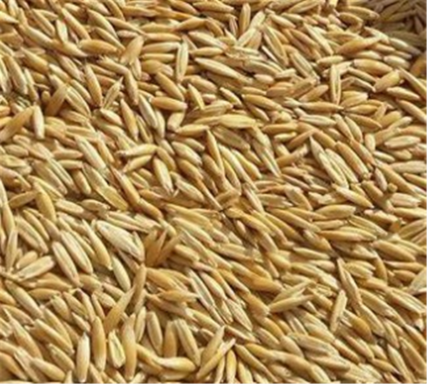 Seed Oats - Flinders Forage per kg