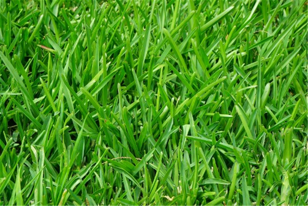 Seed Perennial Ryegrass - 4front NEA2  per k