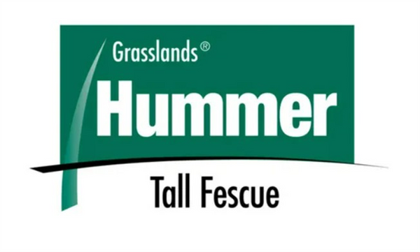 Seed Tall Fescue - Hummer MaxP per kg