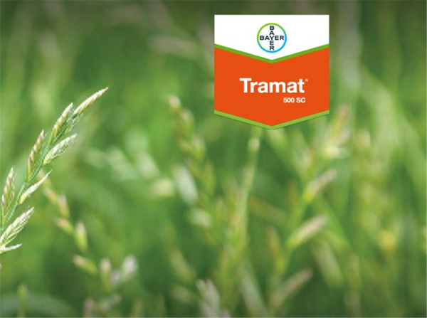 Bayer Tramat 500 SC 5ltr