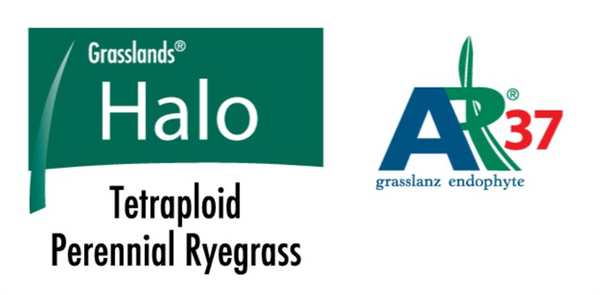 Seed Perennial Ryegrass - Halo AR37 per kg