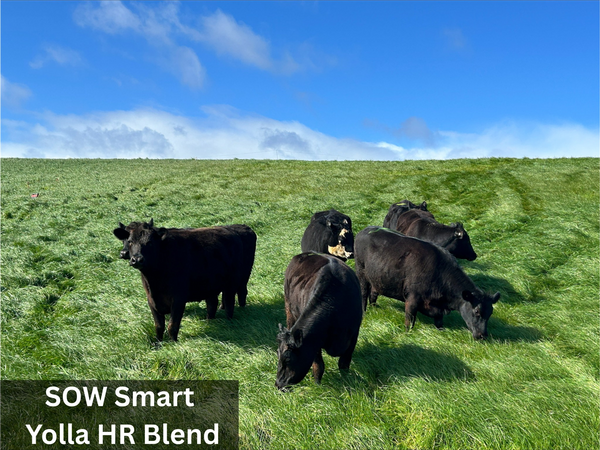 Seed Perennial Ryegrass - SOW Smart Yolla HR Blend  per kg