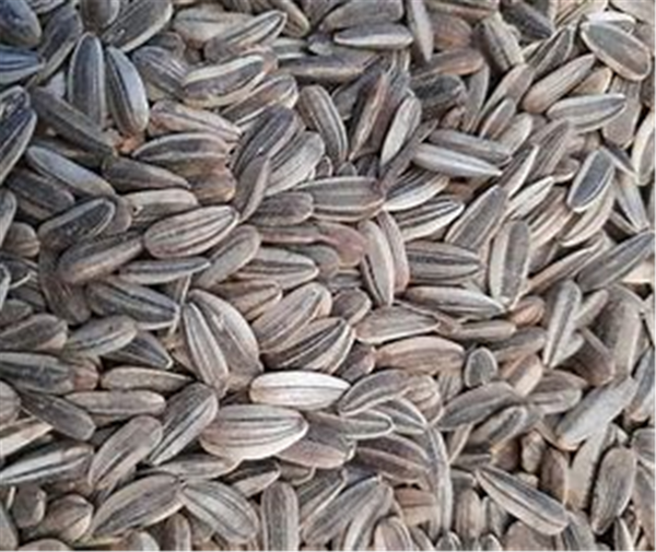 Sunflower Seeds - Grey  20kg