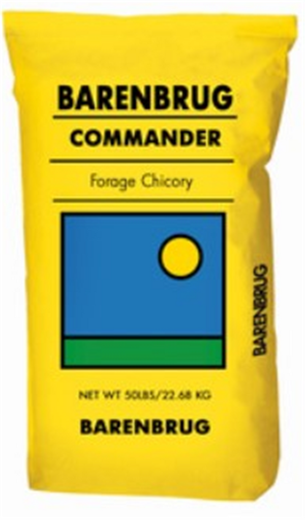 Chicory Commander Seed per Kg