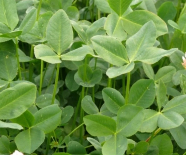 Seed Clover Persian - Shaftal  kg