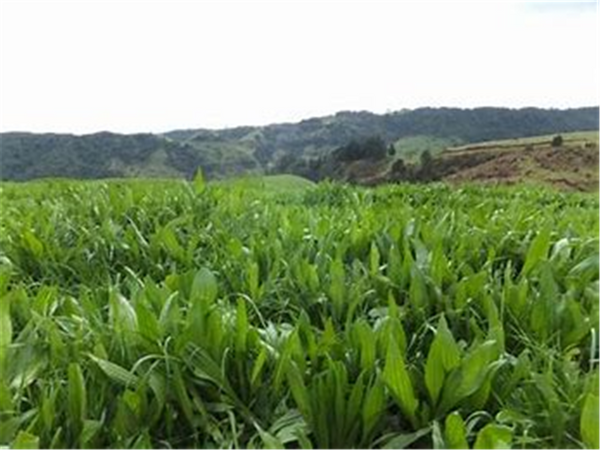 Seed Plantain - Tonic per kg