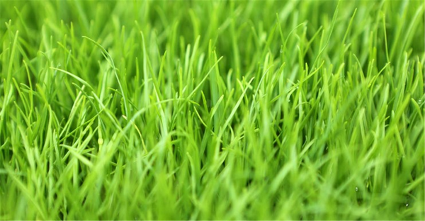 Seed Perennial Ryegrass - Bealey per kg