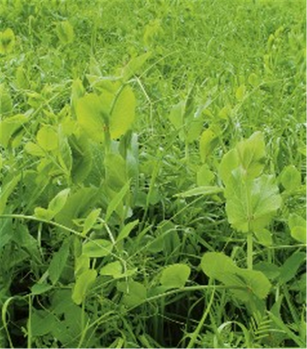 Seed - Green Manure Crop Mix per kg