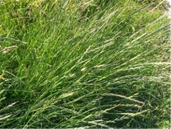 Perennial Ryegrass -Jackaroo Per Kg