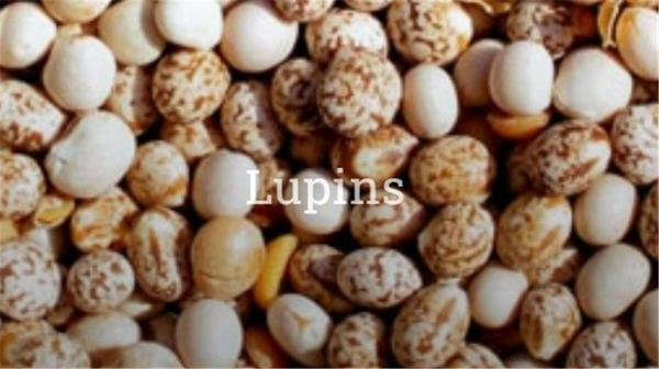 TSS  Whole Lupins - 1 Tonne Bulka Bag