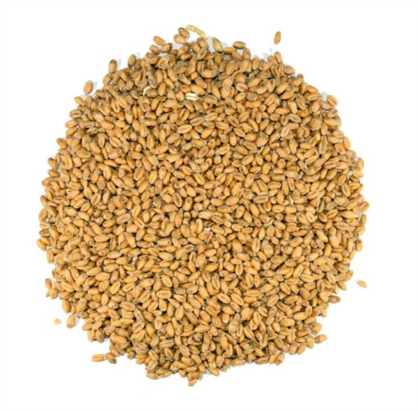 Seed Wheat - MD Calabro per kg