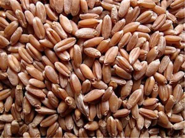 Seed Wheat - MD Einstein per kg