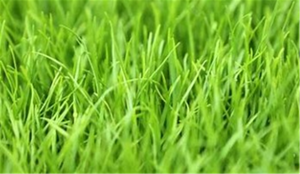 Perennial Ryegrass Nui per kg