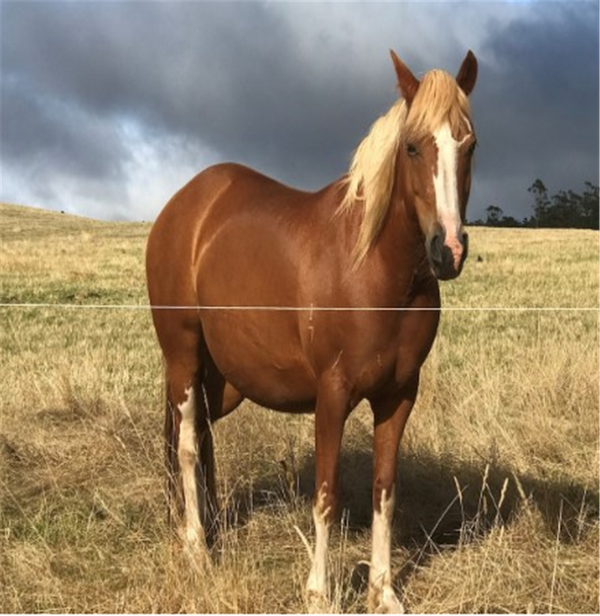 Belinda's Custom TAS Weather Sheild Loose Lick 5kg bkt