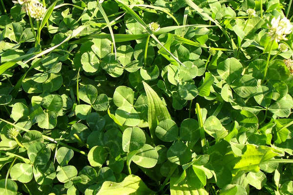 Seed Clover White - Tribute  per kg