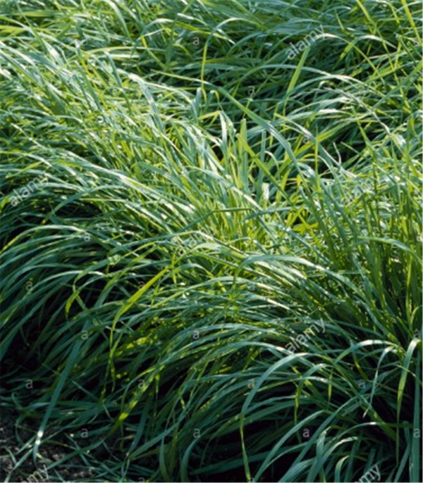 Heritage Seed Ryegrass