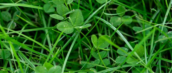 Seed Clover White - NZ per kg