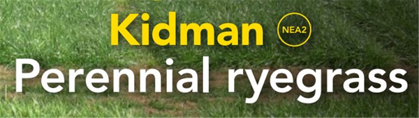 Seed Perennial Ryegrass - Kidman  kg