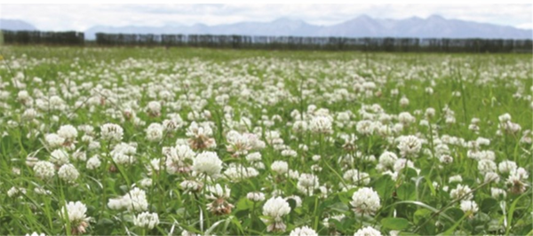 Seed Clover White - Weka per kg