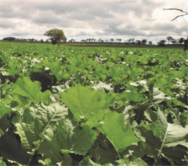 Seed Rape - Interval coated per kg