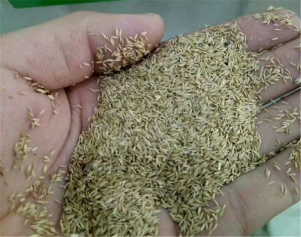 Seed Annual Ryegrass - Ascend per kg