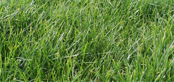 Seed Perennial Ryegrass - Reward Endo5 (Banquet II) per kg