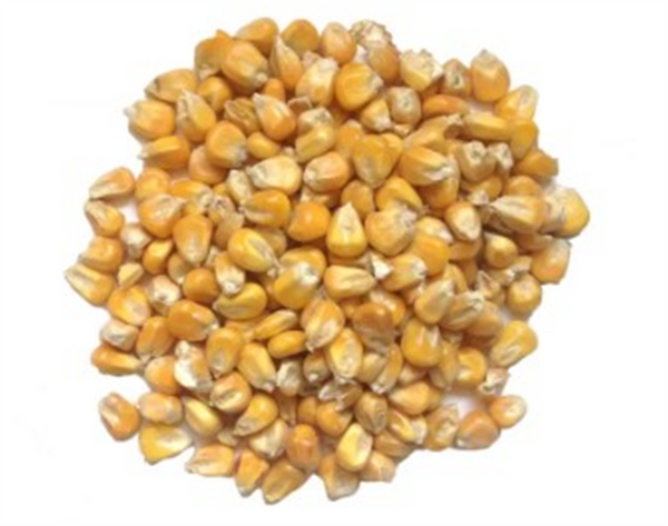 Maize 20kg