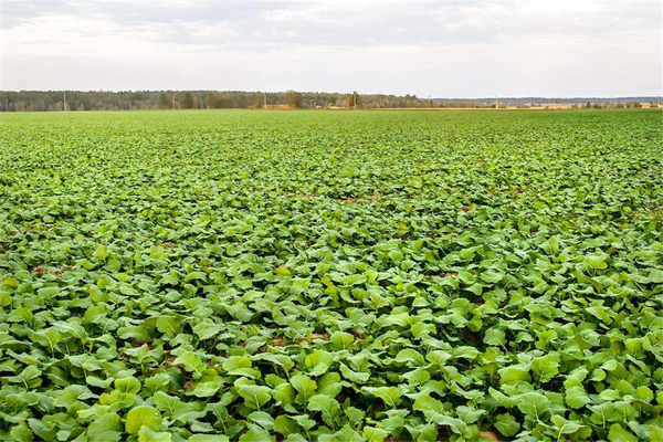 Seed Rape - Greenland  per kg